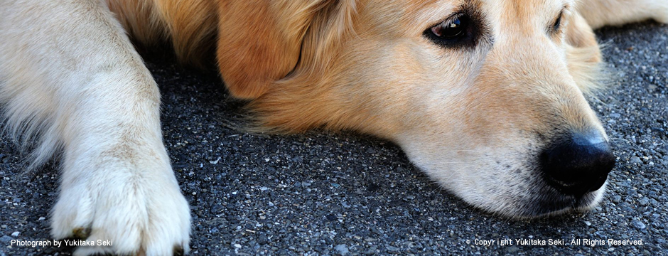 Labrador Retriever / ラブラドール・レトリバー