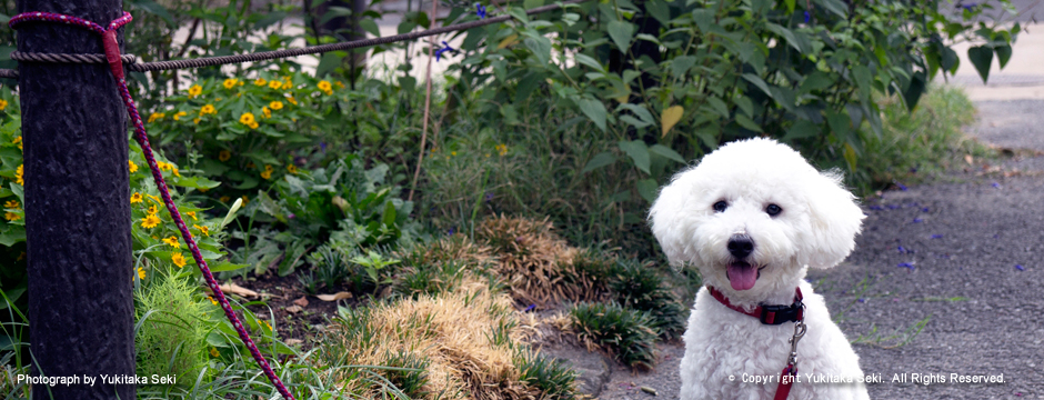 Poodle / プードル