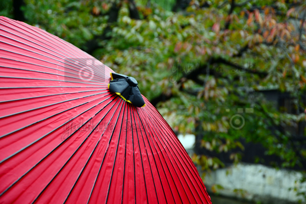 Paper umbrella / 唐傘